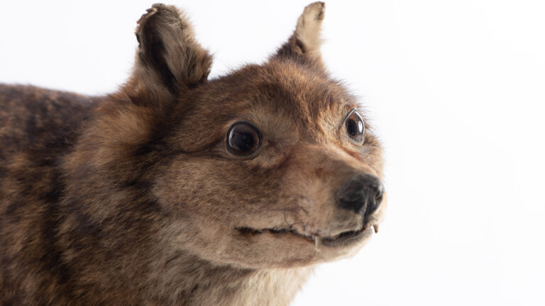 Falkland Islands wolf