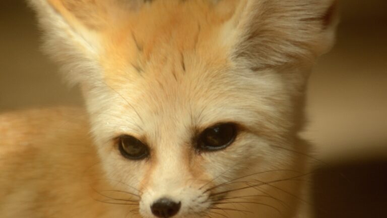 Fennec fox