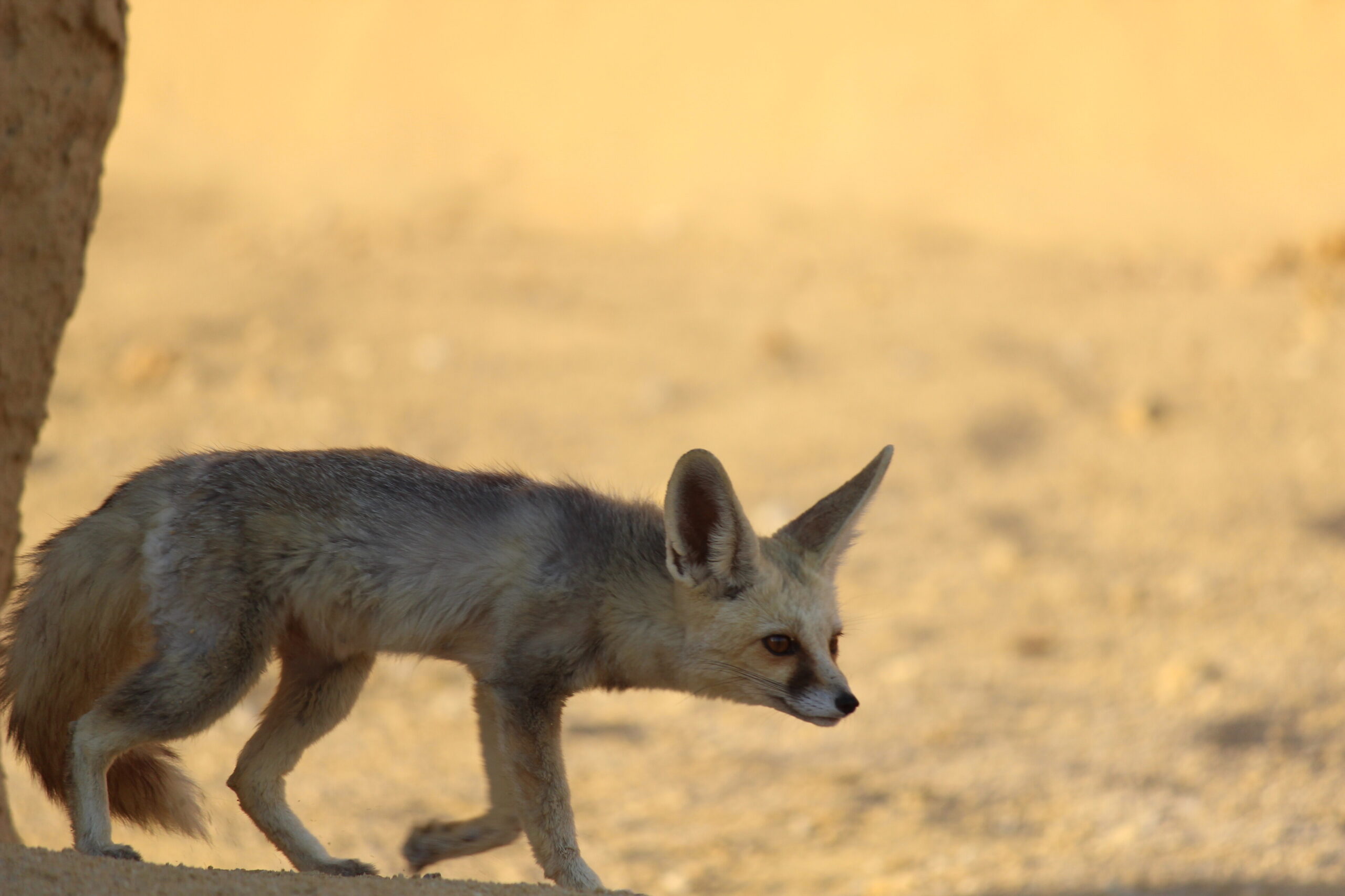 Fennec fox