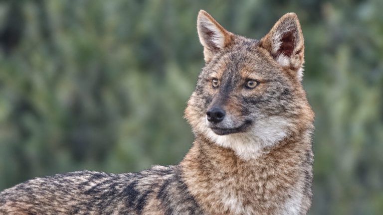 Golden jackal