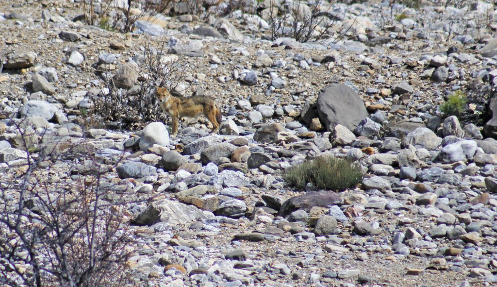 Golden jackal