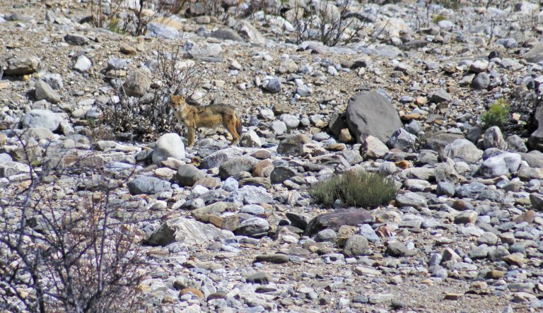 Golden jackal