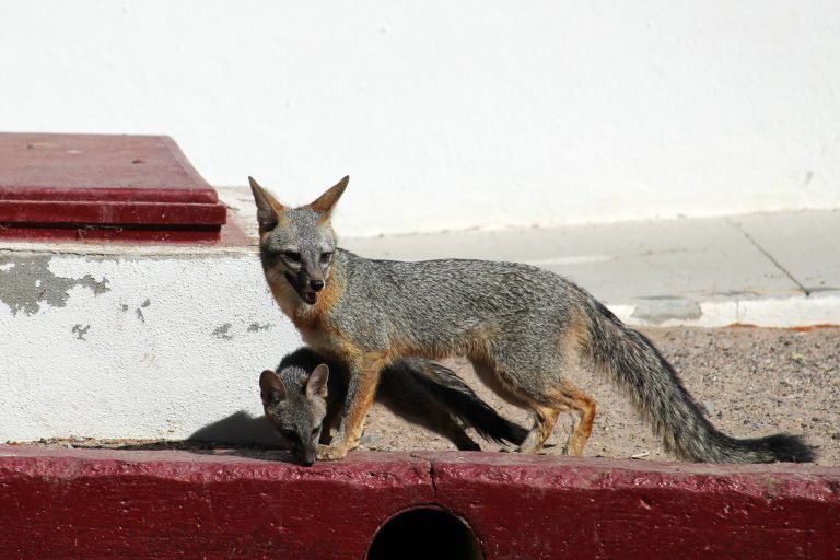 Grey fox