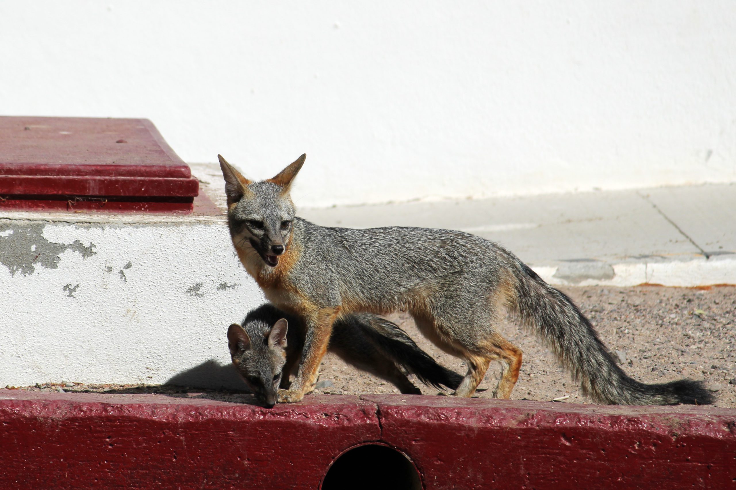 Grey fox