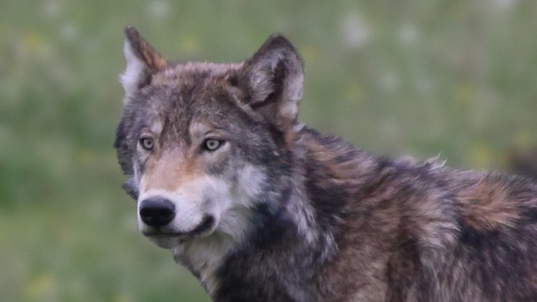 Grey wolf