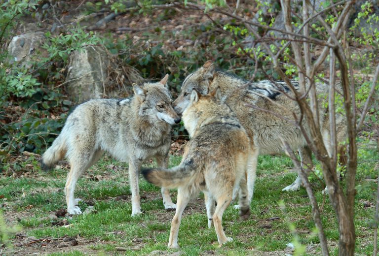 Grey wolf