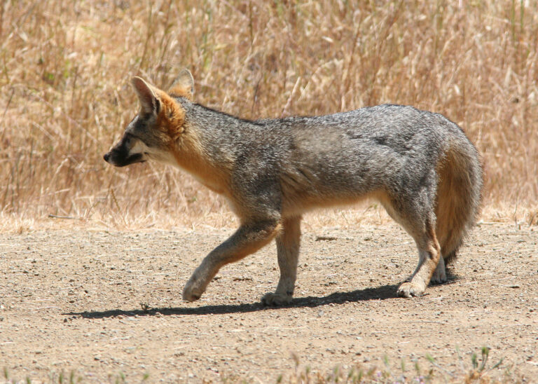 Grey fox