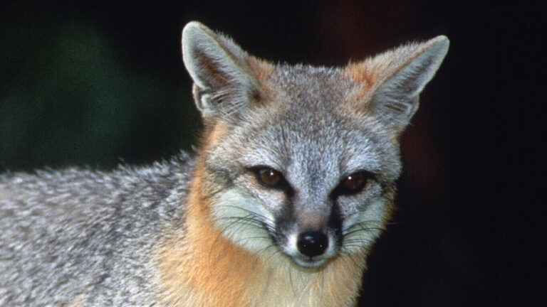 Grey fox