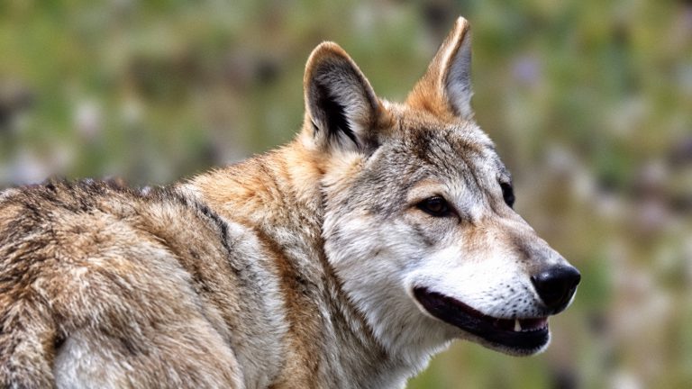 Himalayan wolf