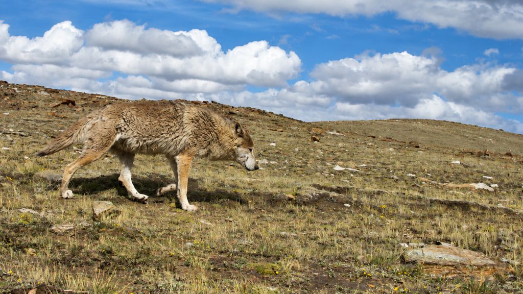 Himalayan wolf