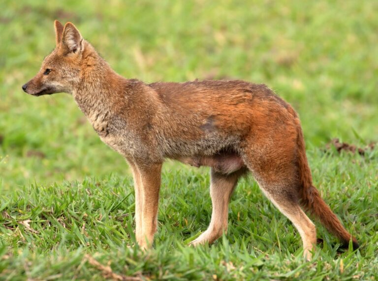 Hoary fox