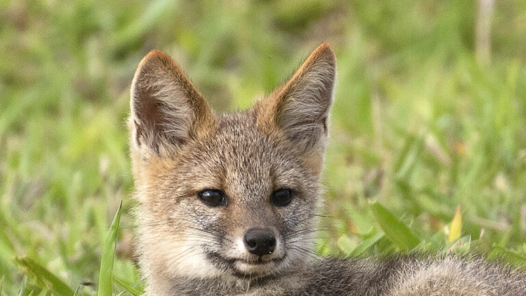 Hoary fox