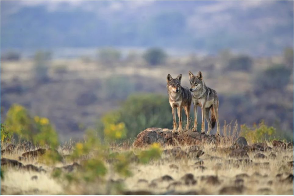 Indian wolf