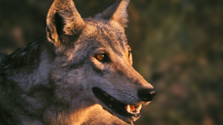 Indian wolf