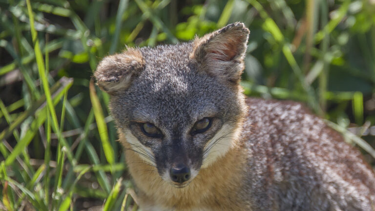 Island fox
