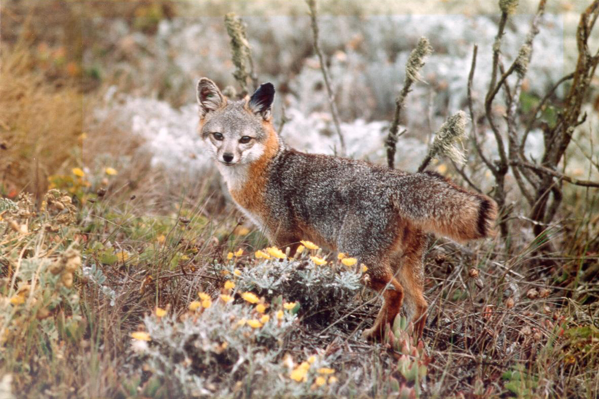 Island fox
