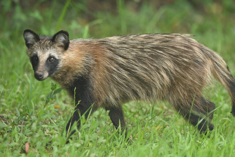 Japanese raccoon dog