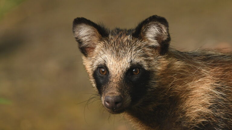 Japanese raccoon dog