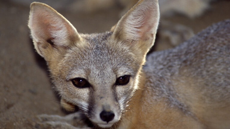 Kit fox