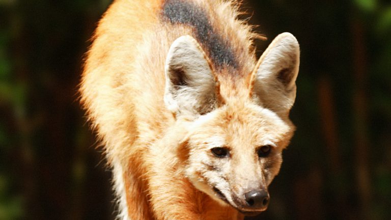 Maned wolf