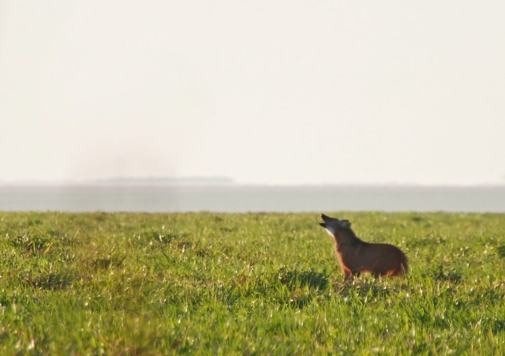 Maned wolf