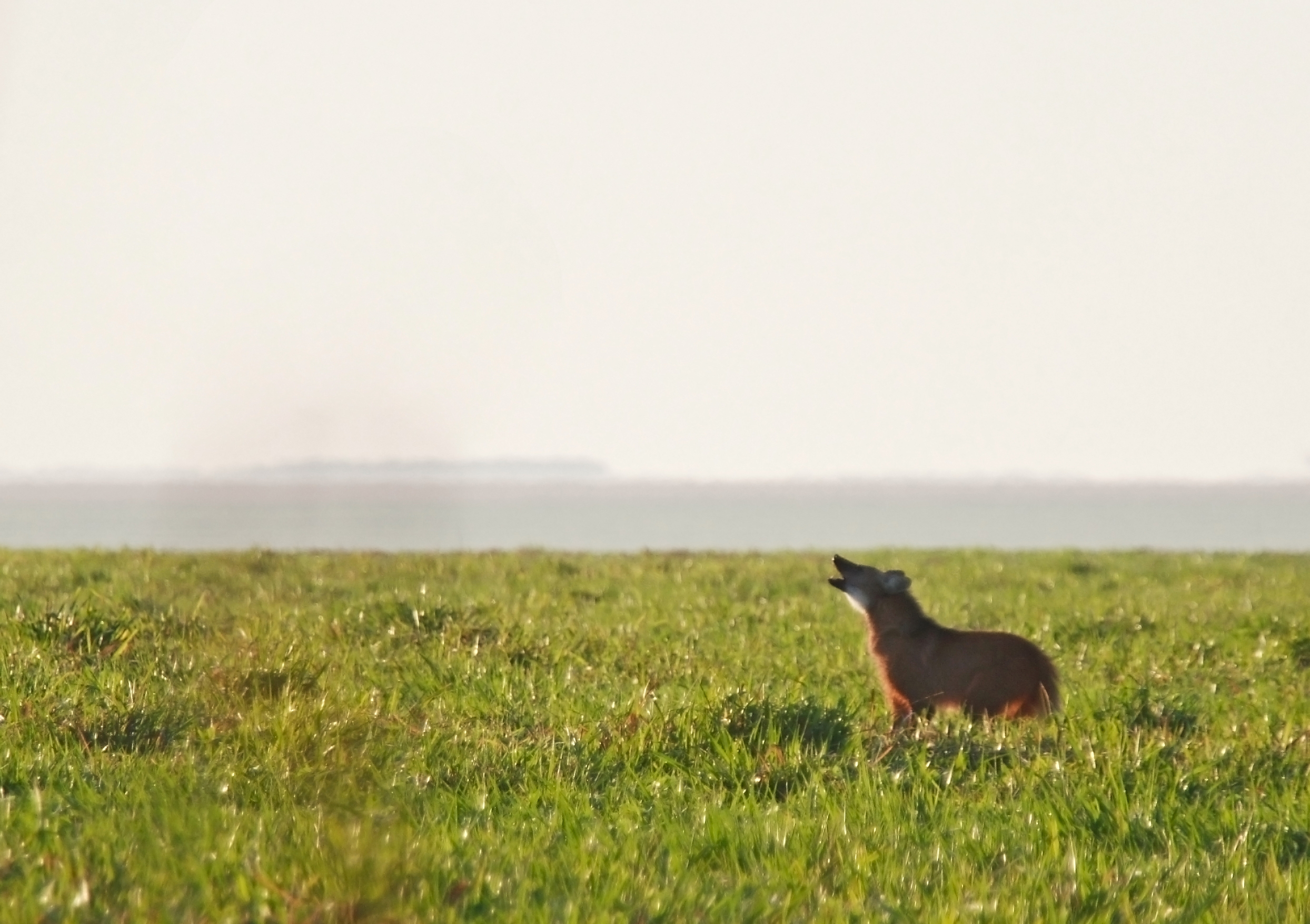 Maned wolf