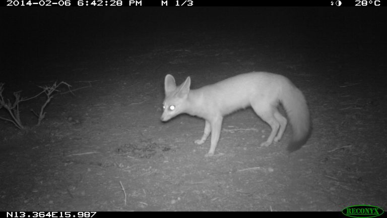 Pale fox