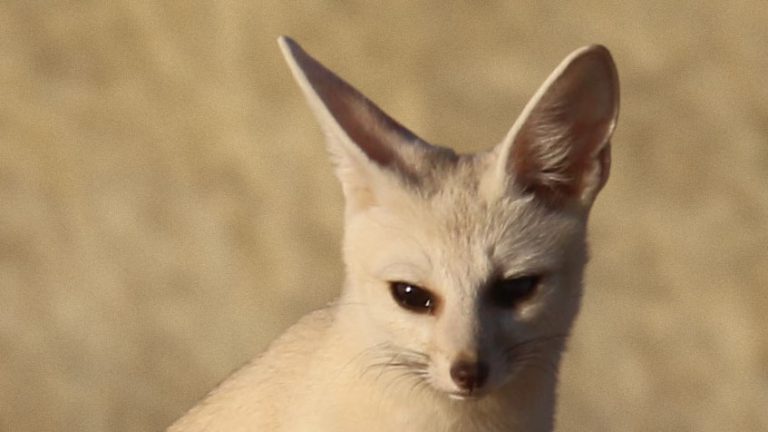 Pale fox