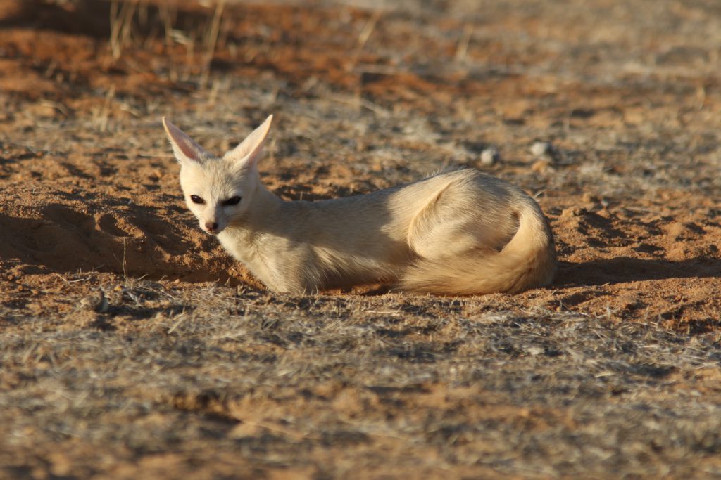 Pale fox