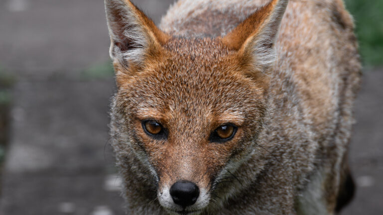 Pampas fox