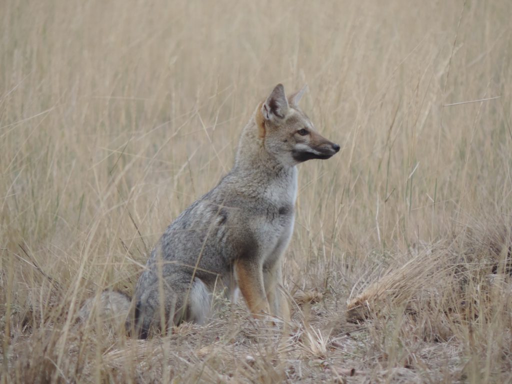 Pampas fox