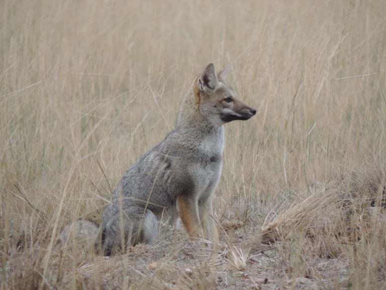 Pampas fox