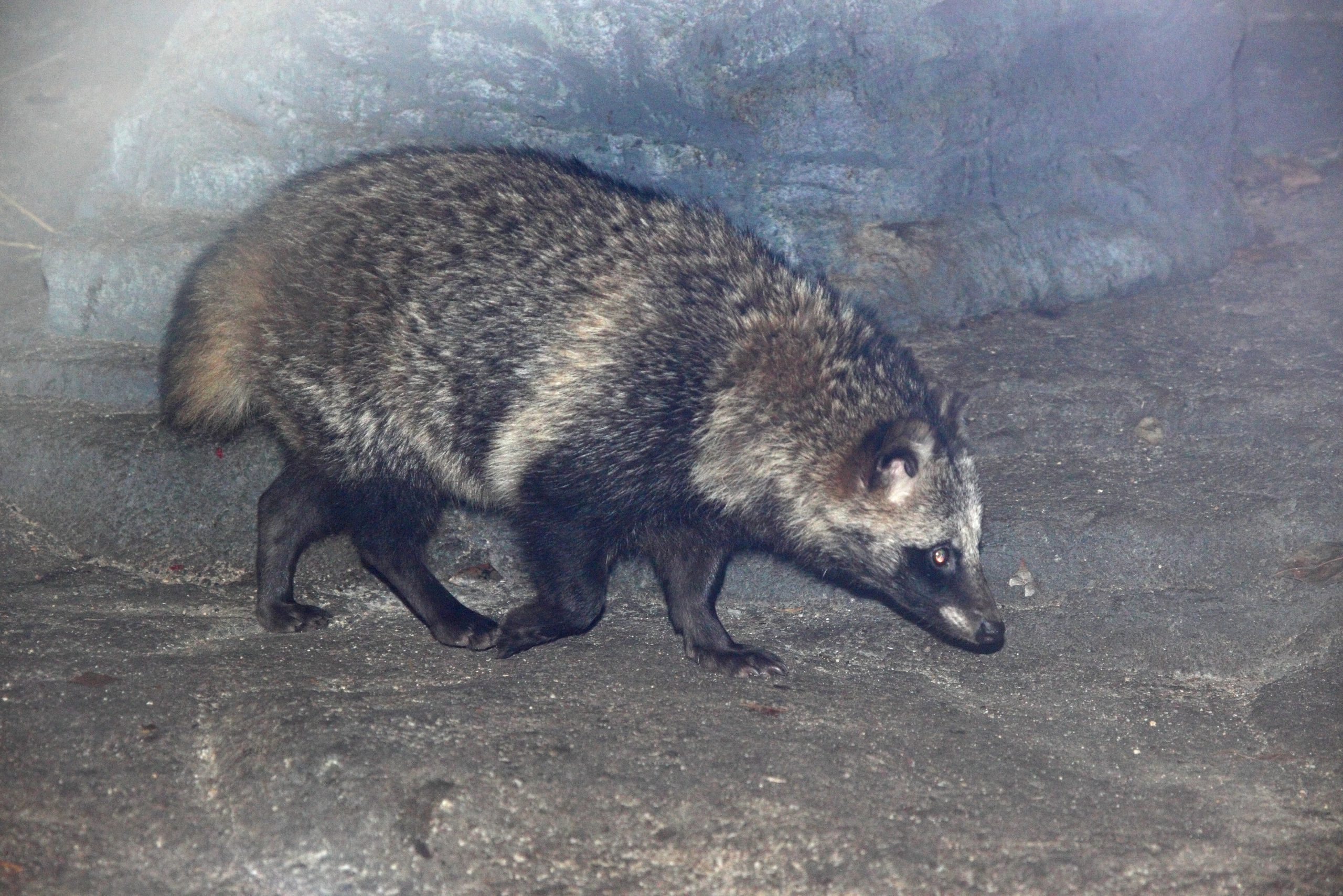 Common raccoon dog