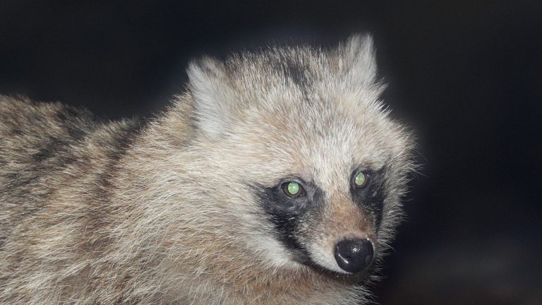 Common raccoon dog