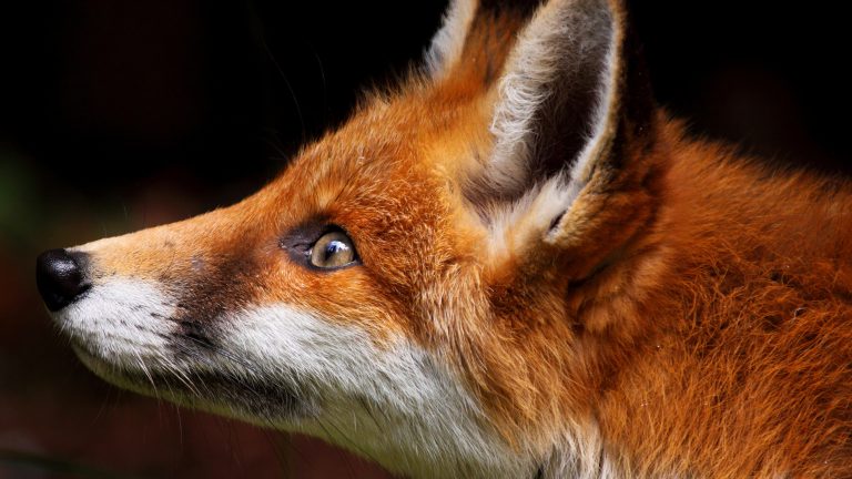 Red fox