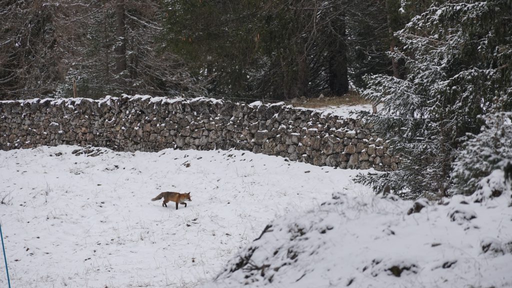 Red fox