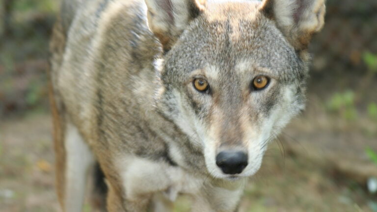 Red Wolf