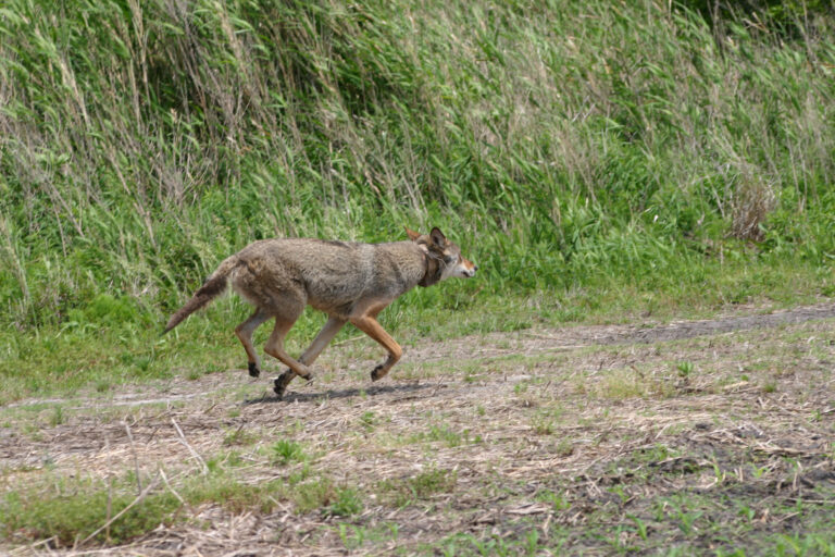 Red Wolf