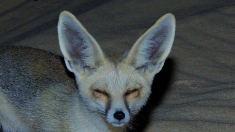 Rüppell’s fox
