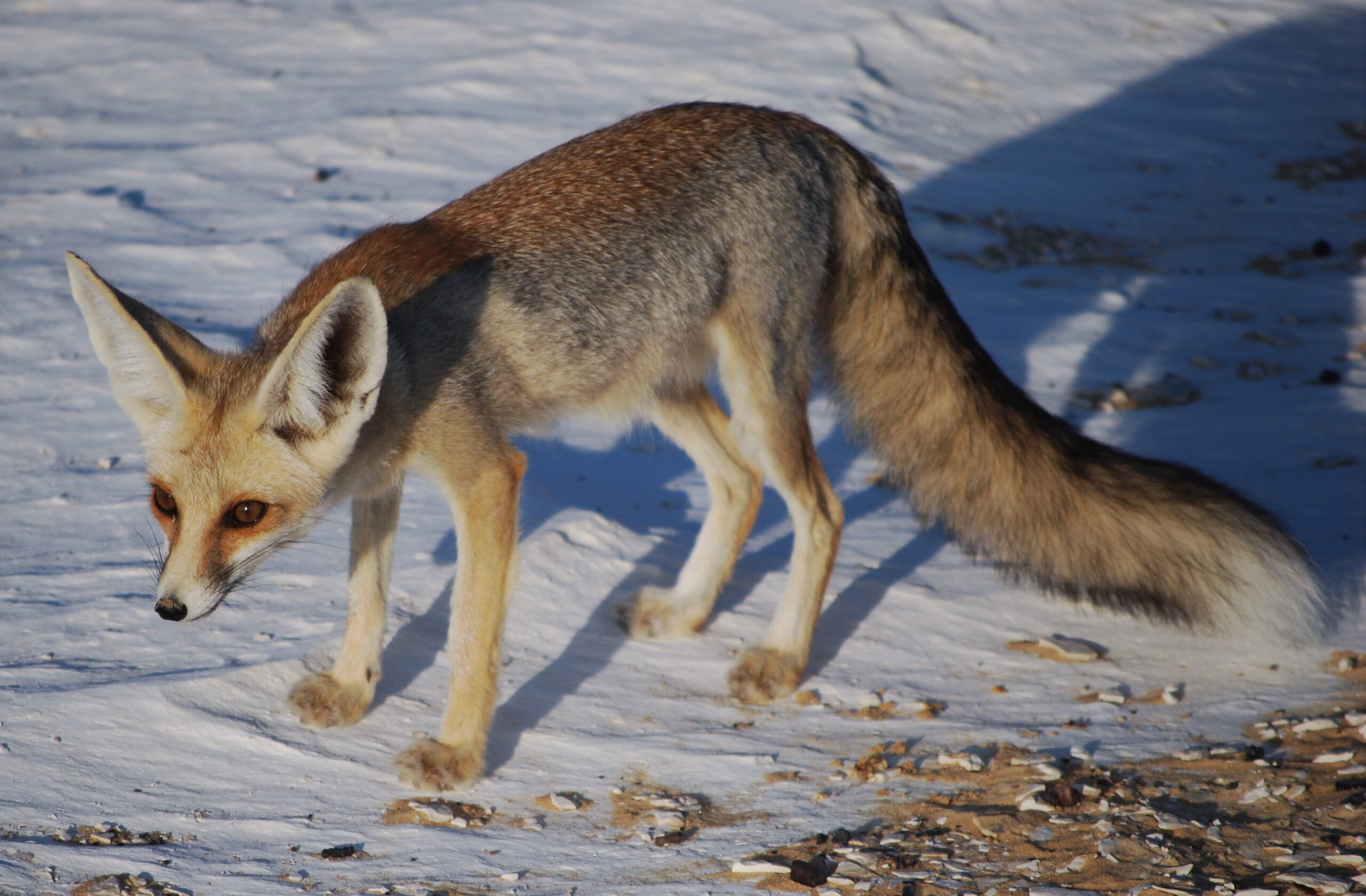 Rüppell’s fox