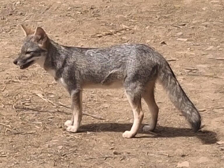 Sechuran fox