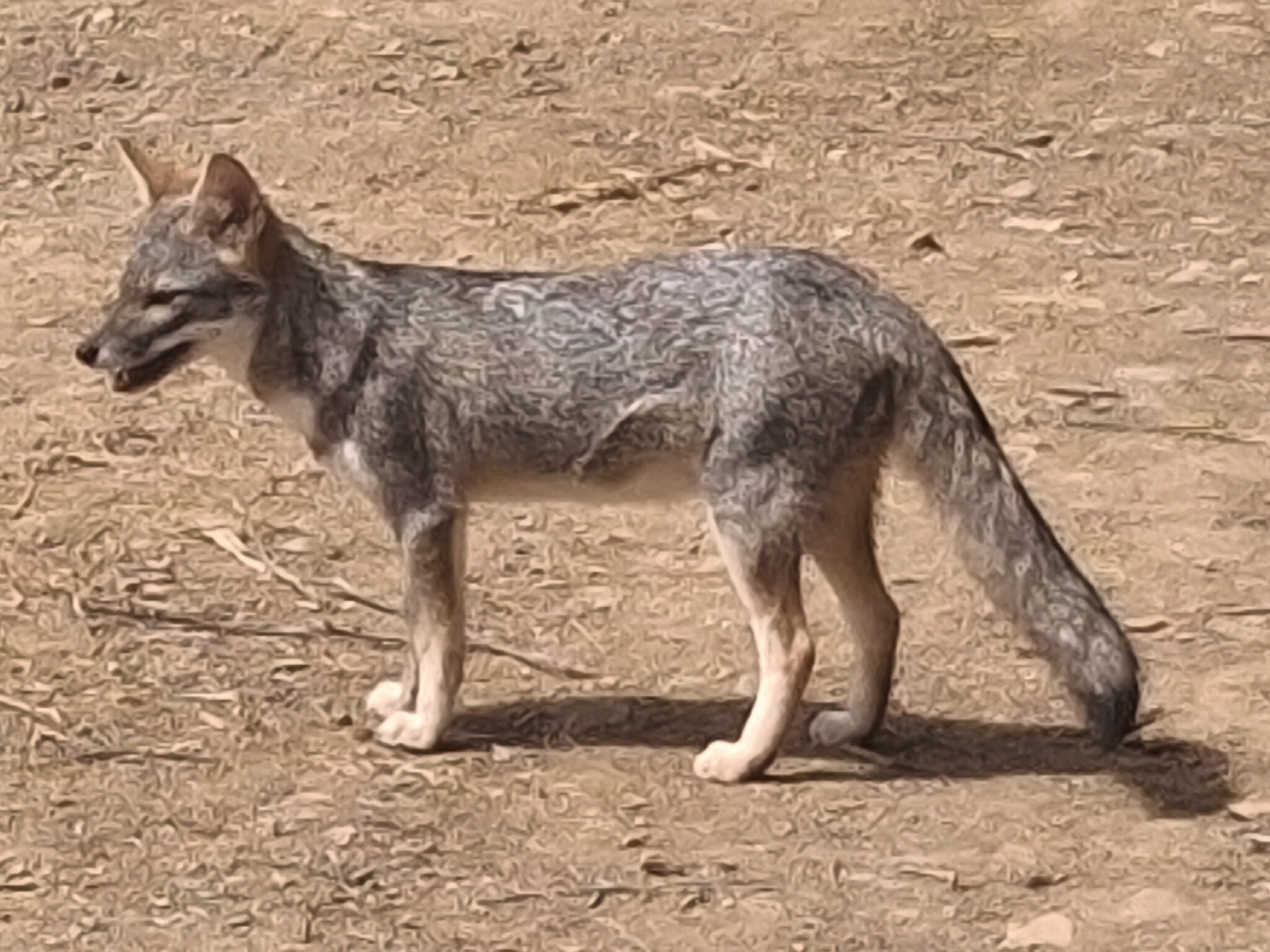 Sechuran fox
