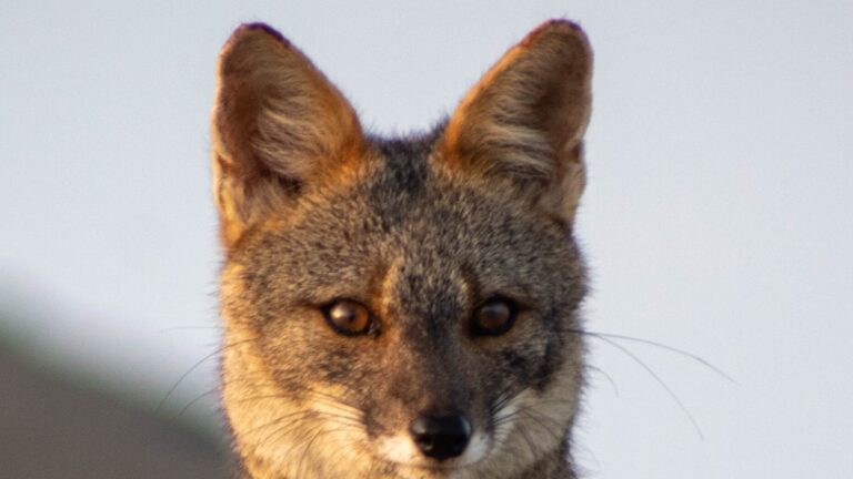 Sechuran fox