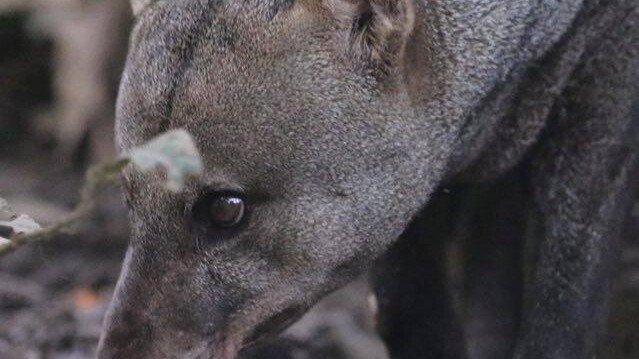 Short-eared dog