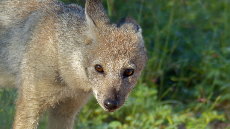 Side-striped jackal