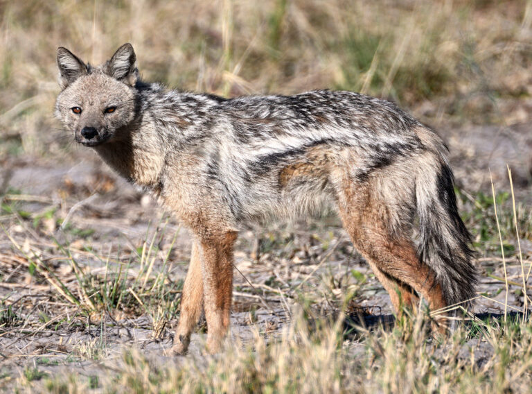 Side-striped jackal