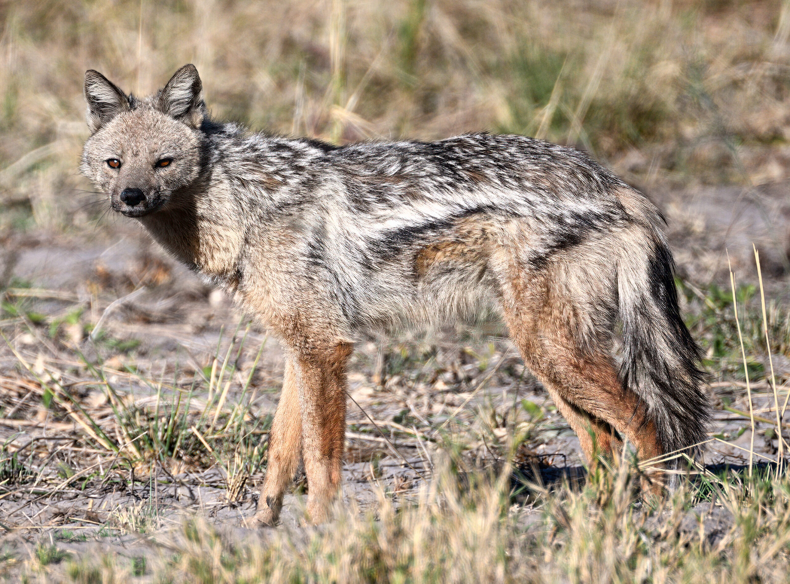 Side-striped jackal