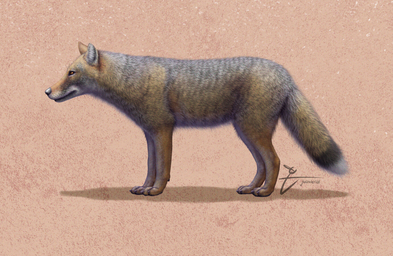 South American fox