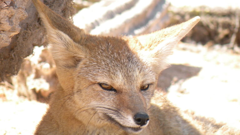South American grey fox