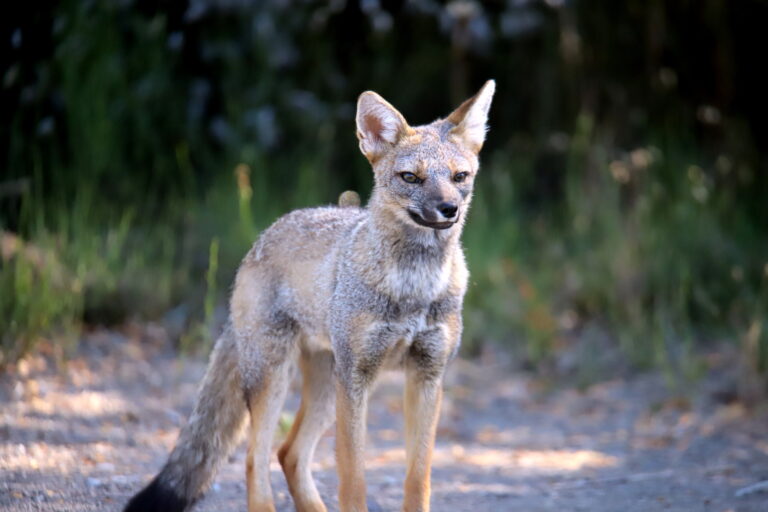 South American grey fox